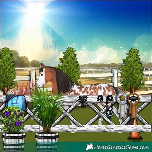 Horse Color:Bay Splash Appaloosa 