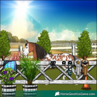 Horse Color:Bay Splash Appaloosa