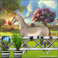 Horse Color:Buckskin Dun Appaloosa 