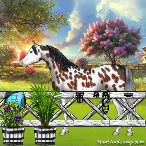 Horse Color:Brown Splash Appaloosa 
