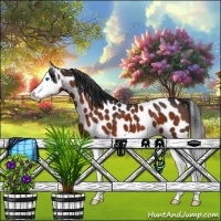 Horse Color:Brown Splash Appaloosa 
