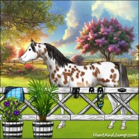 Horse Color:Buckskin Splash Appaloosa 
