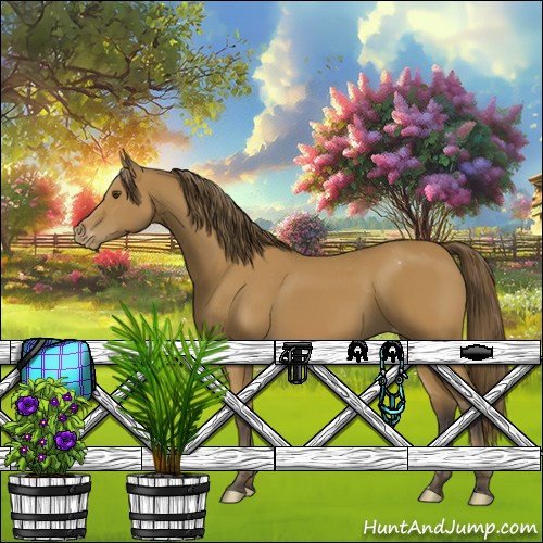 Horse Color:Buckskin Appaloosa 