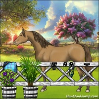 Horse Color:Buckskin Appaloosa 