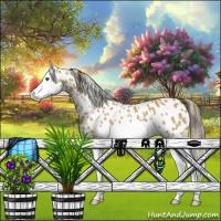 Horse Color:Buckskin Splash Appaloosa 