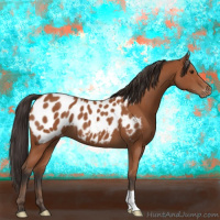 Horse Color:Bay Appaloosa