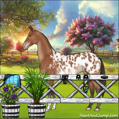 Horse Color:Bay Appaloosa 