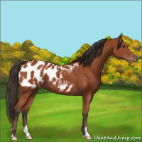Horse Color:Bay Appaloosa 
