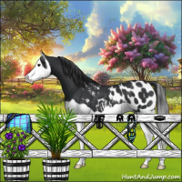 Horse Color:Black Splash Appaloosa 