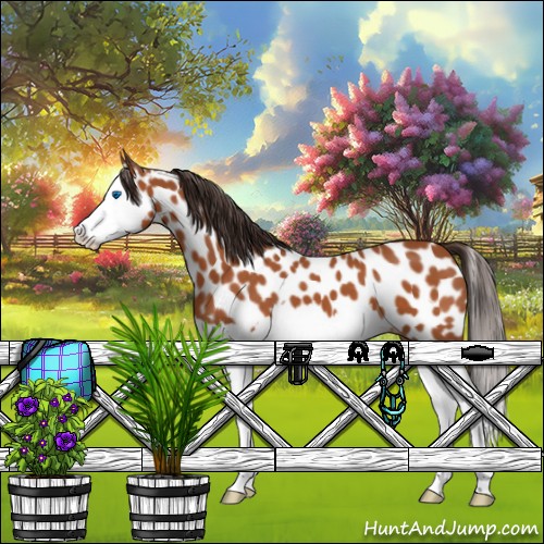 Horse Color:Bay Splash Appaloosa