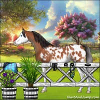 Horse Color:Bay Roan Splash Appaloosa 