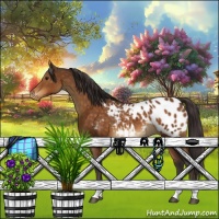 Horse Color:Buckskin Appaloosa 