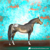 Horse Color:Buckskin Appaloosa