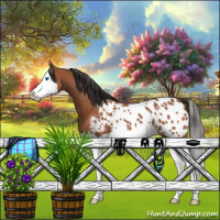 Horse Color:Bay Splash Appaloosa