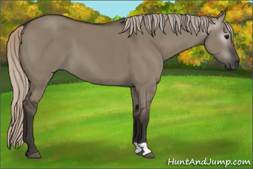 Horse Color:Gray Silver Grullo 