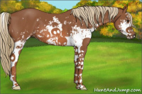 Horse Color:Chestnut Sabino 
