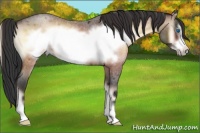 Horse Color:Bay Roan Onyx Sabino Frame
