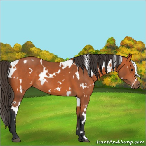 Horse Color:White Spotted Bay 