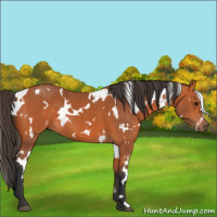 Horse Color:White Spotted Bay 