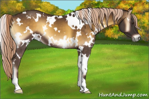 Horse Color:White Spotted Chocolate Palomino Onyx