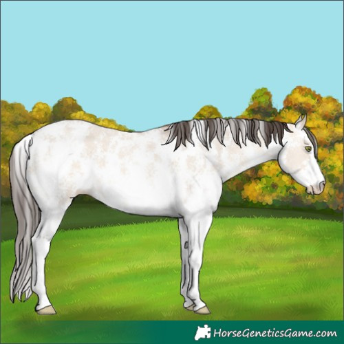Horse Color:Amber Champagne Dun Sabino 