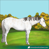 Horse Color:Amber Champagne Dun Sabino
