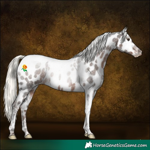 Horse Color:Liver Red Roan Mushroom Tobiano Appaloosa 