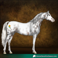 Horse Color:Liver Red Roan Mushroom Tobiano Appaloosa 