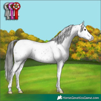 Horse Color:Black Sabino Appaloosa 