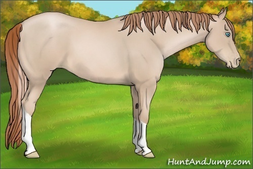 Horse Color:Buckskin Pearl Tobiano 