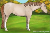 Horse Color:Buckskin Pearl Tobiano 