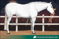 Horse Color:Liver Red Dun Pearl Appaloosa 