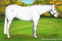 Horse Color:White Spotted Silver Amber Champagne Frame Appaloosa 