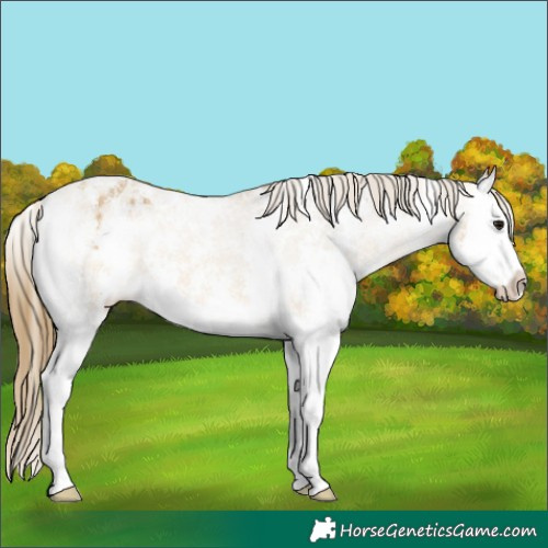 Horse Color:Buckskin Sabino Splash Appaloosa 