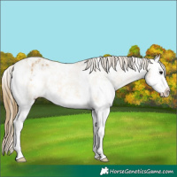 Horse Color:Buckskin Sabino Splash Appaloosa 