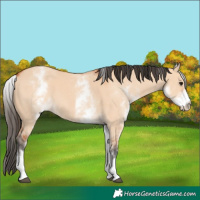 Horse Color:White Spotted Bay Dun 