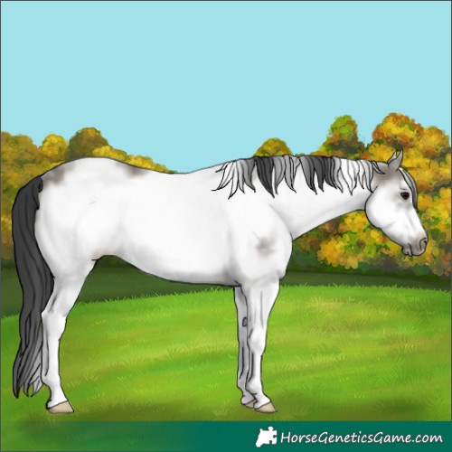 Horse Color:White Spotted Grullo Frame Rabicano 