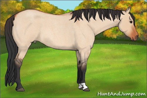 Horse Color:Bay Roan Dun 