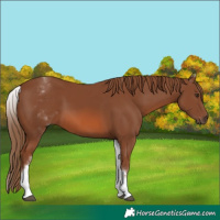 Horse Color:White Spotted Chestnut 