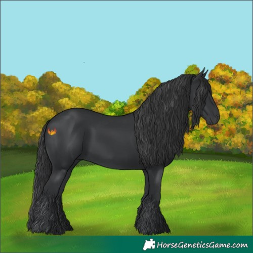Horse Color:Black 
