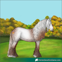 Horse Color:Gray Chestnut 