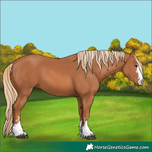 Horse Color:Chestnut 