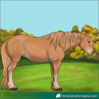 Horse Color:Chestnut 