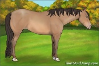 Horse Color:Amber Champagne