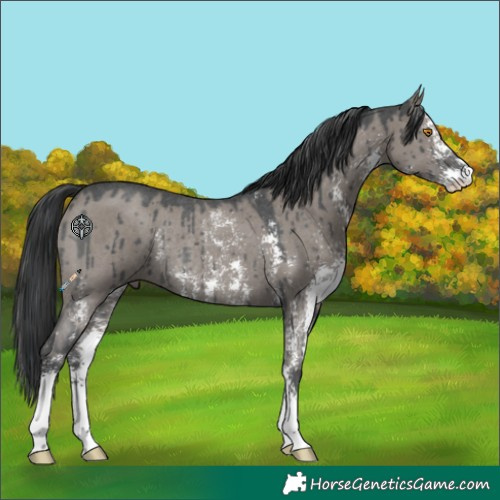Horse Color:Grullo Sabino Rabicano Brindle 