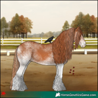 Horse Color:White Spotted Chestnut