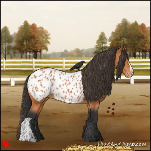 Horse Color:Bay Near Leopard 