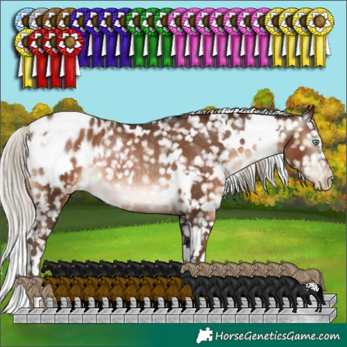 Horse Color:Gray White Spotted Silver Brown Pearl Appaloosa Rabicano