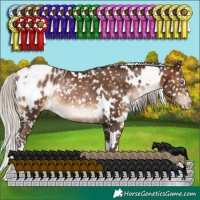 Horse Color:Gray White Spotted Silver Brown Pearl Appaloosa Rabicano 