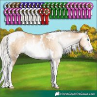 Horse Color:Gray White Spotted Silver Sable Cream Champagne Pearl Splash Tobiano Rabicano